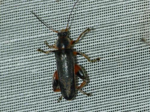 Réf. 203 172 : Osphya bipunctata